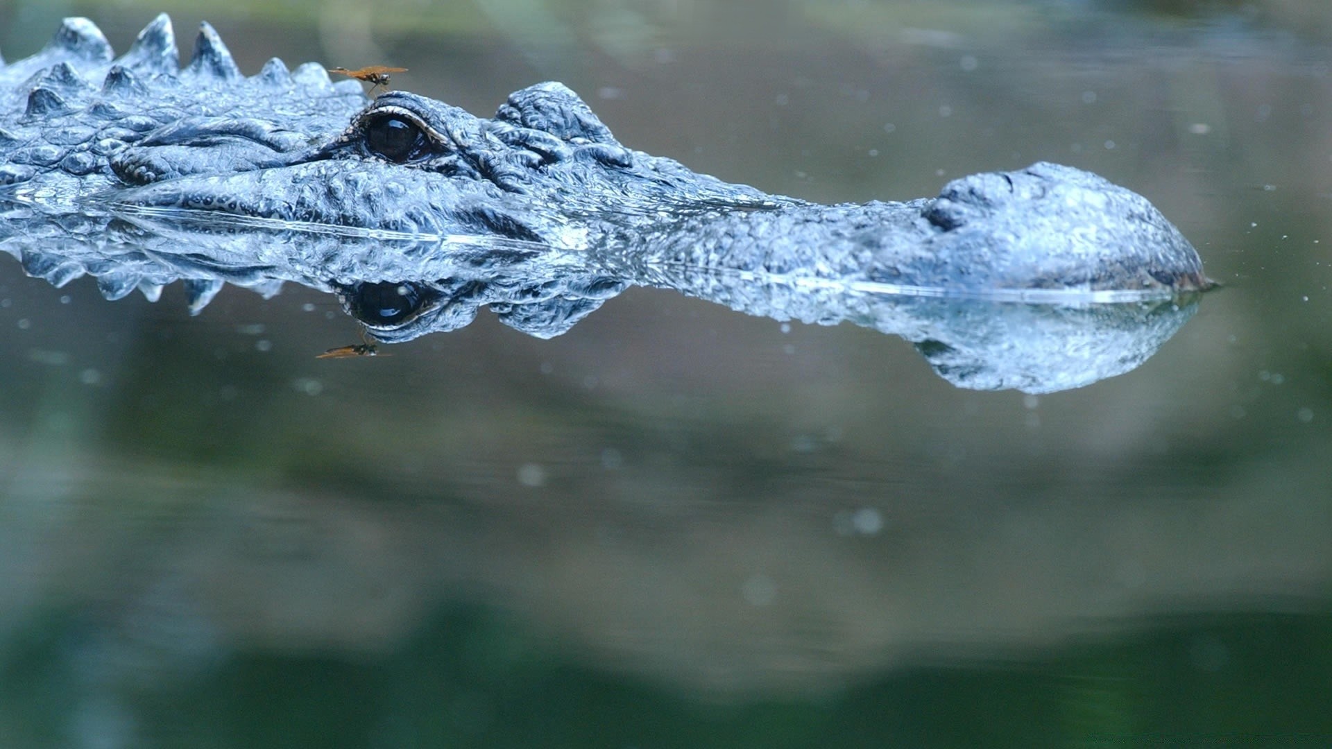 reptiles et grenouilles nature eau natation la faune à l extérieur rivière sauvage gazoo froid lac