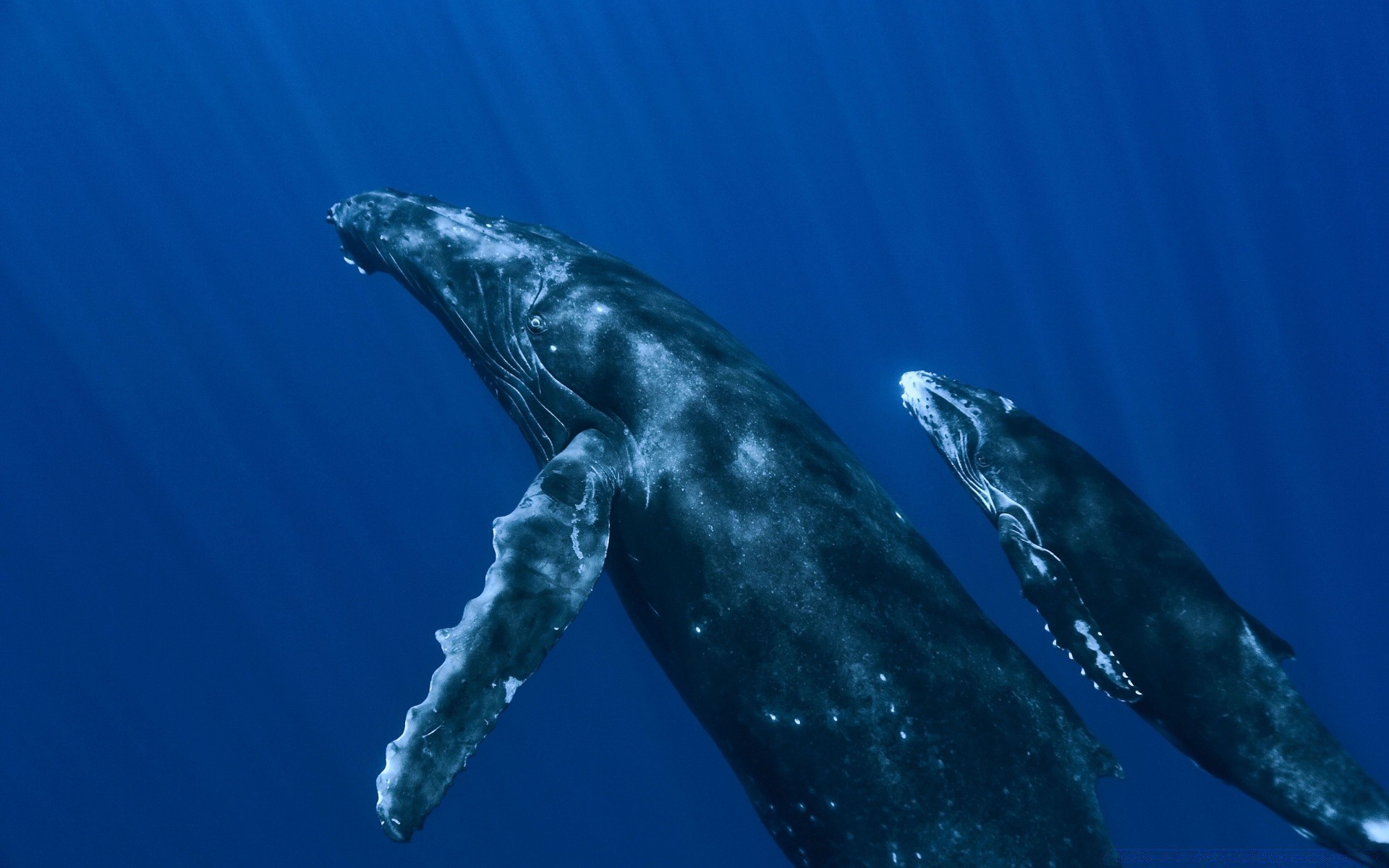 zwierzęta morskie dmuchawy podwodny wieloryb pływanie woda morze delfin ocean ryby dzika przyroda wodny natura fin morze nurkowanie ssak widok z boku na zewnątrz