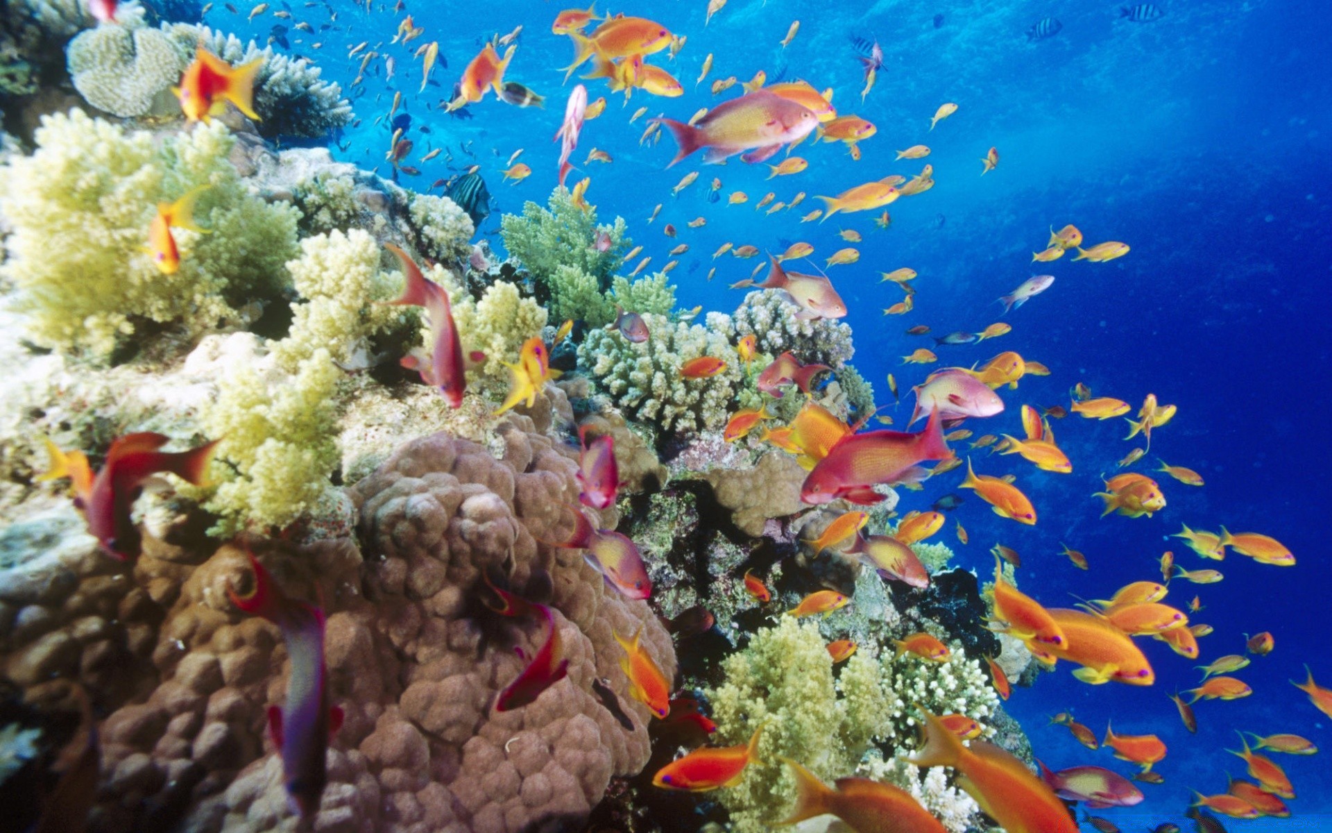 animaux marins sous-marin poissons corail récif océan mer tropical plongée marine aquarium plongée sous-marine eau aquatique nature plongée en apnée sous-marin eau salée écosystème natation exotique