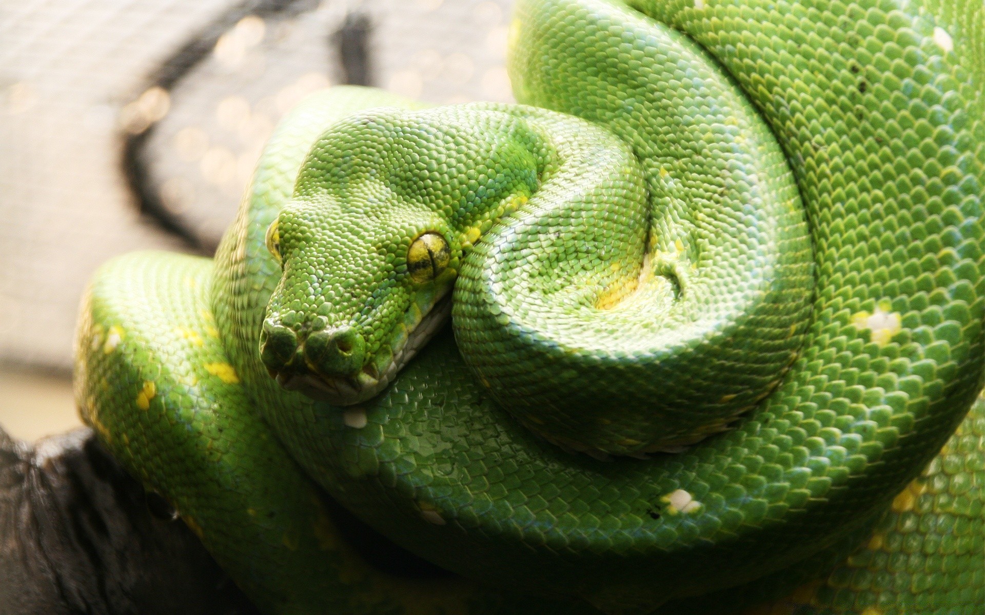 gady i żaby wąż gadzina pyton boa viper dzikie egzotyczne jad jad zwierzę herpetologia poślizg natura pet skala zoologia śmiertelnie drapieżnik niebezpieczeństwo grzechotnik