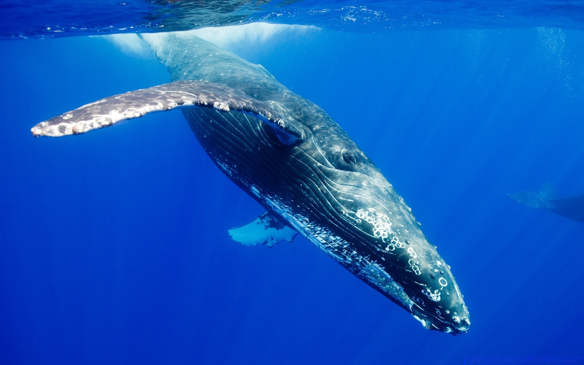 animales marinos submarino natación agua soplador de aire mar peces océano ballena naturaleza viajes