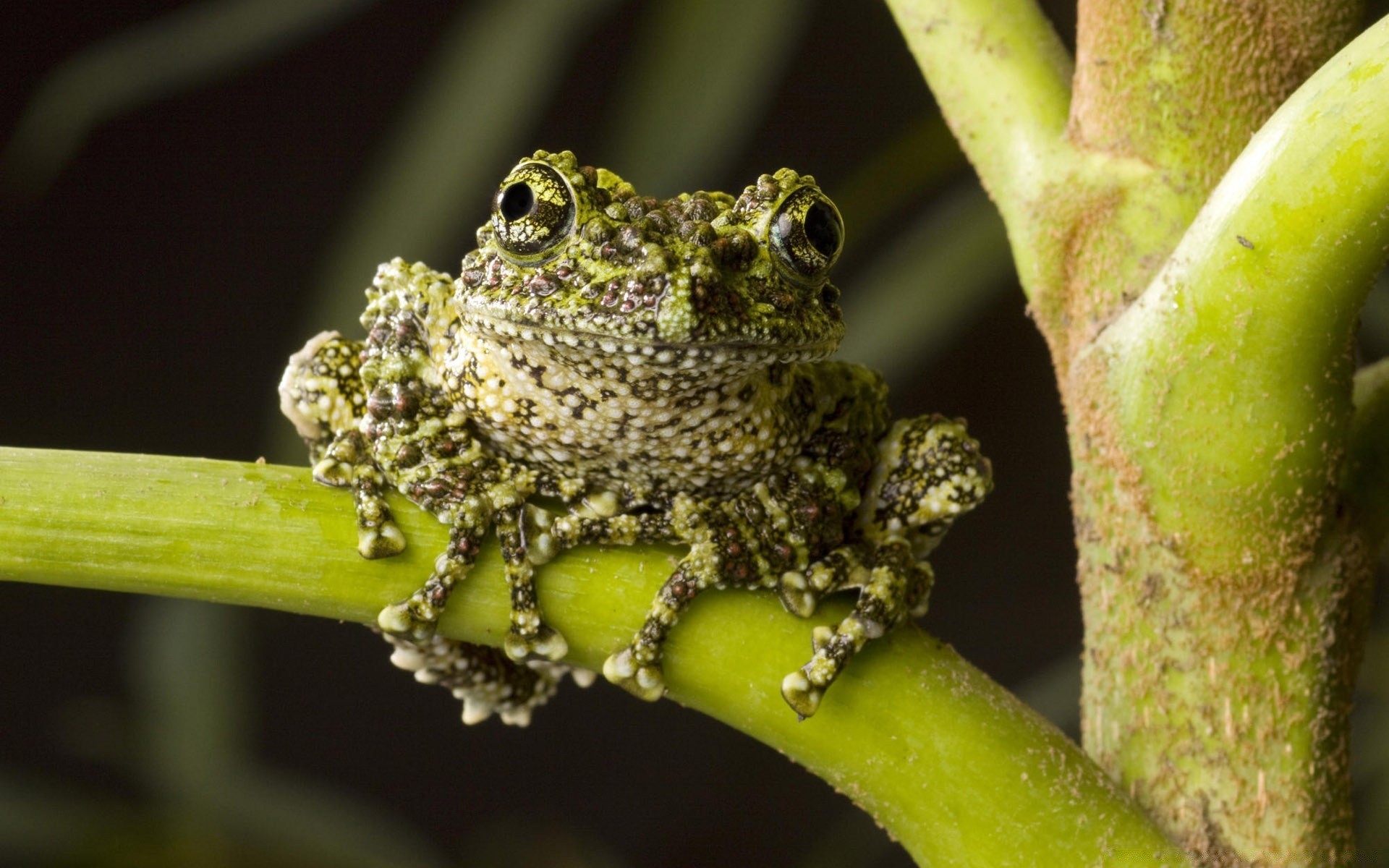 reptilien und frösche natur blatt tierwelt im freien frosch tier wenig wirbellose insekt baum regenwald tarnung flora schließen