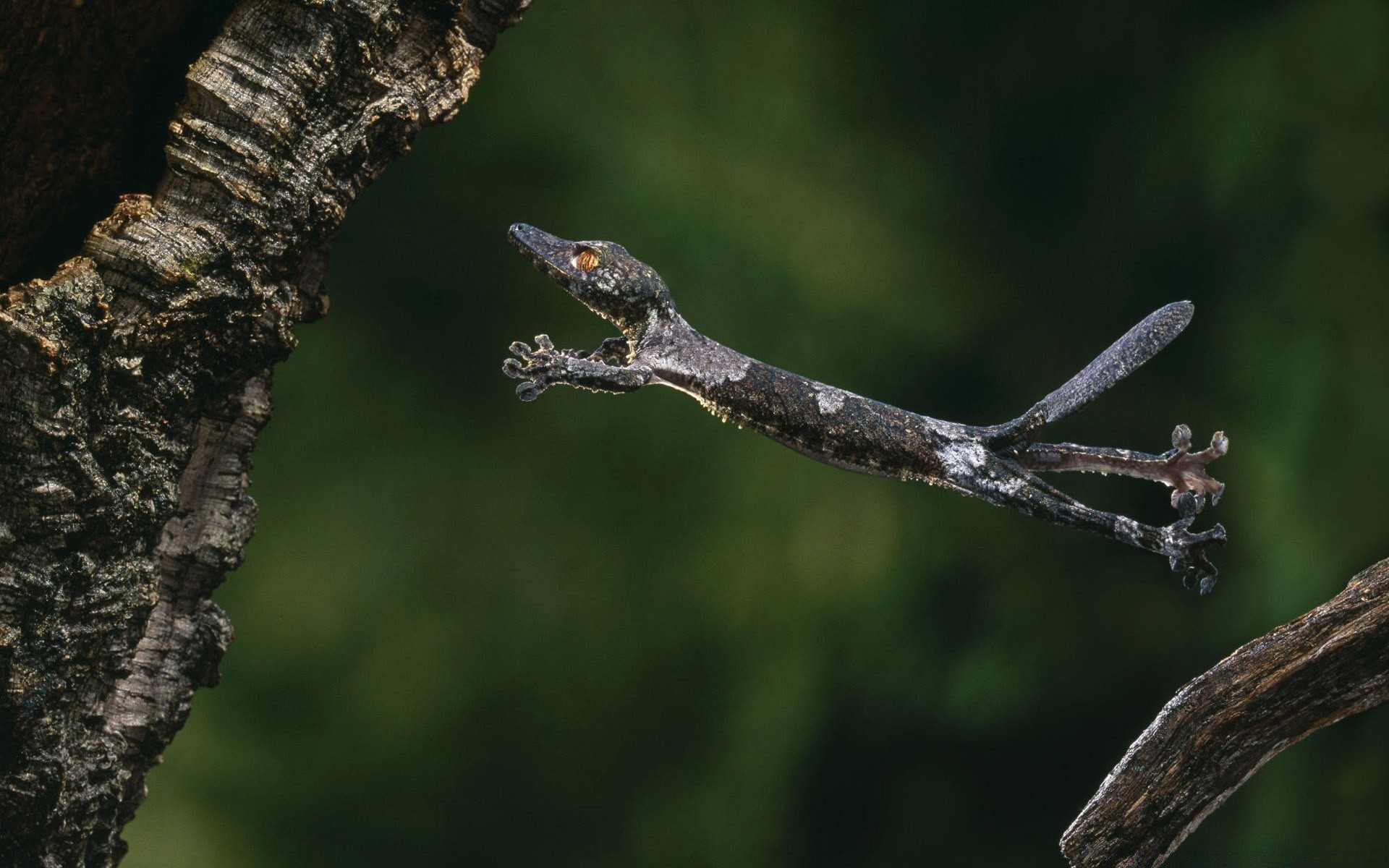 reptiles and frogs wildlife tree bird outdoors nature insect wood animal invertebrate daylight lizard one side view reptile