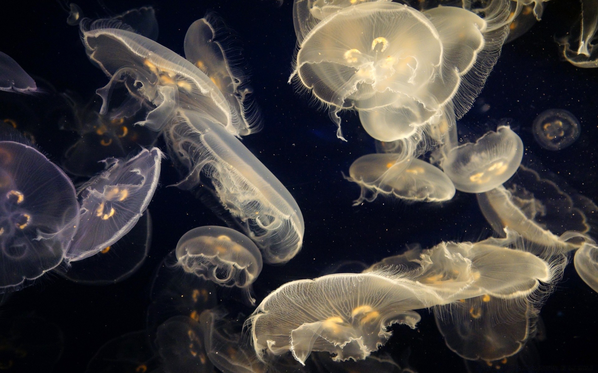 海洋动物 水母 动态 水下 深 波 水族馆 鱼 无脊椎动物 运动 水生 海洋 图案 果冻 科学 透明 海洋 抽象 烟雾 温柔 曲线