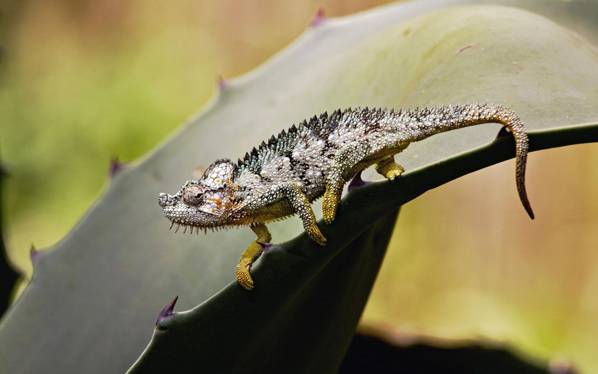 gady i żaby natura jaszczurka przyroda zwierzę na zewnątrz gadzina