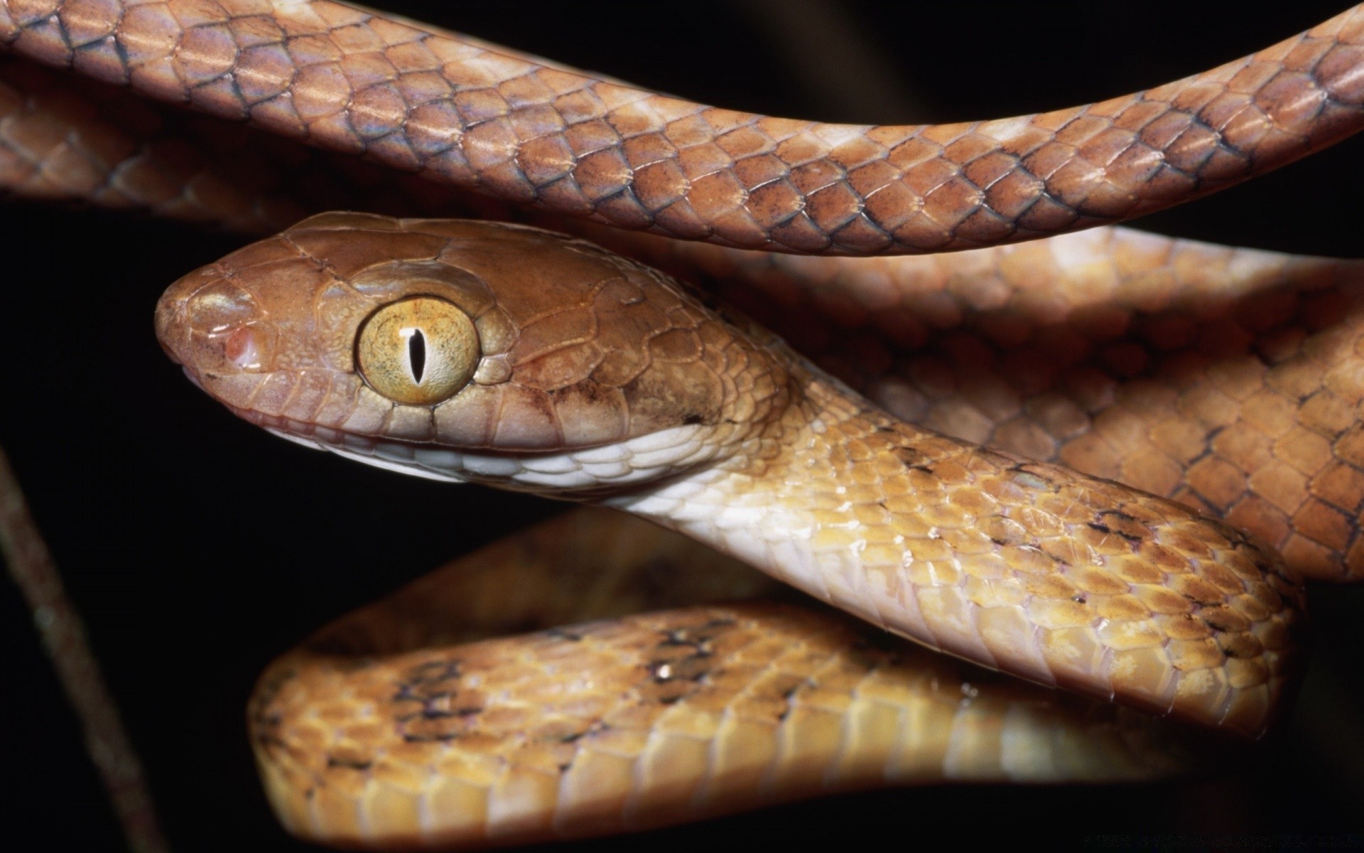 gady i żaby wąż gadzina boa pyton przyroda viper jad zoologia herpetologia zwierzę jad kobra poślizg pet język natura egzotyczne drapieżnik biologia