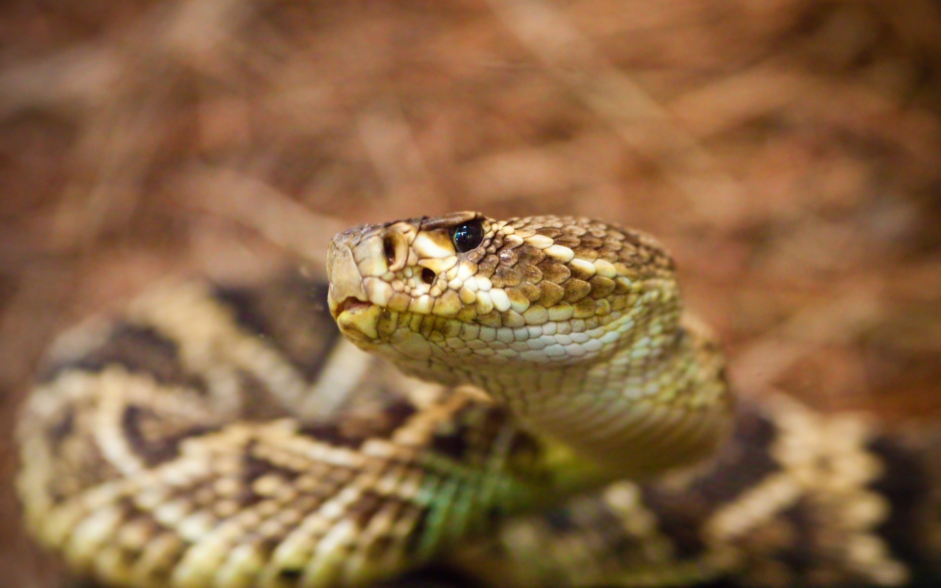 gady i żaby wąż gadzina dzika jad natura jad viper zwierzę boa grzechotnik zoologia pyton śmiertelnie herpetologia niebezpieczeństwo dziki biologia drapieżnik toksyczny