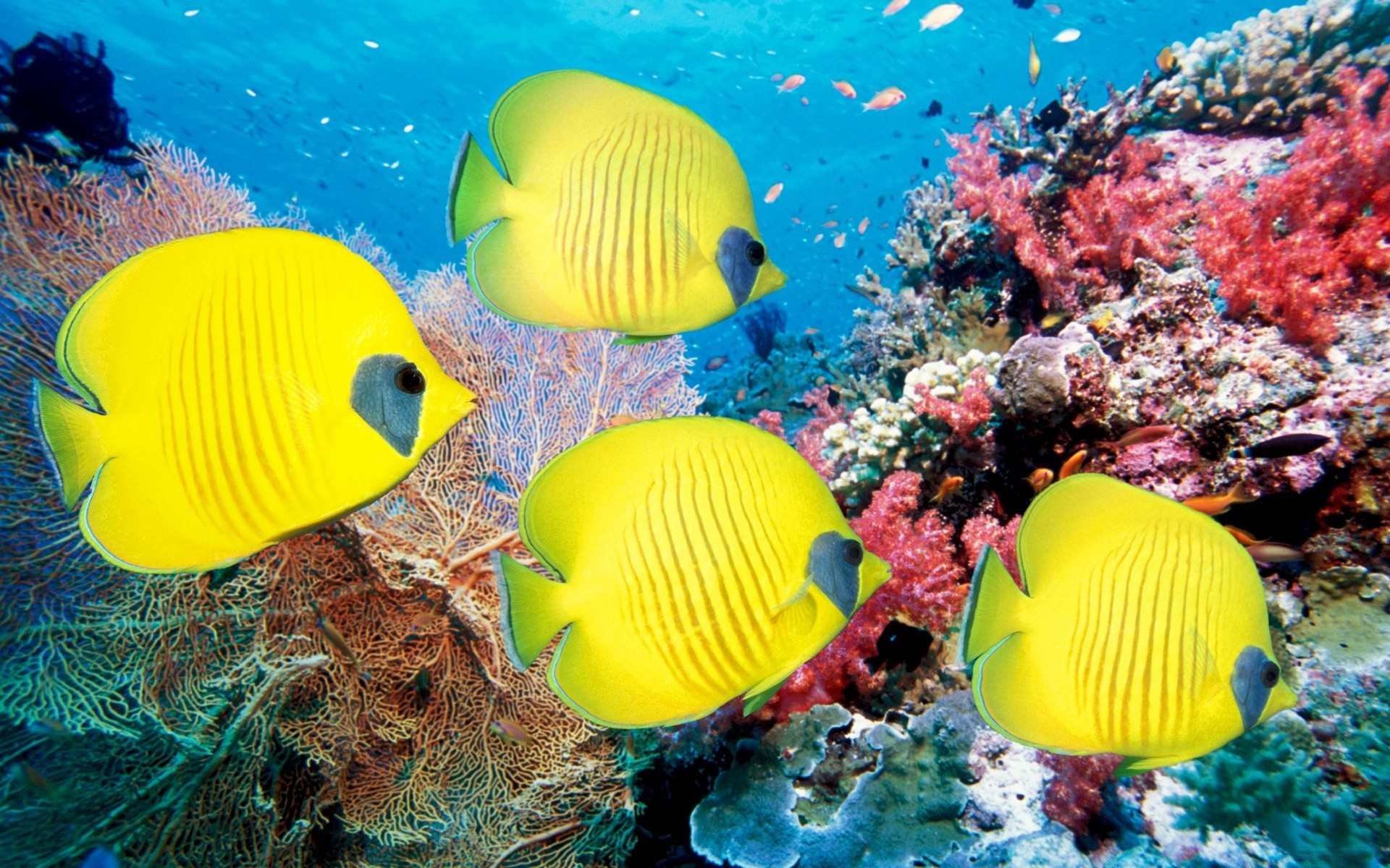 animales marinos submarino tropical coral peces océano naturaleza agua arrecife mar color buceo marino acuático