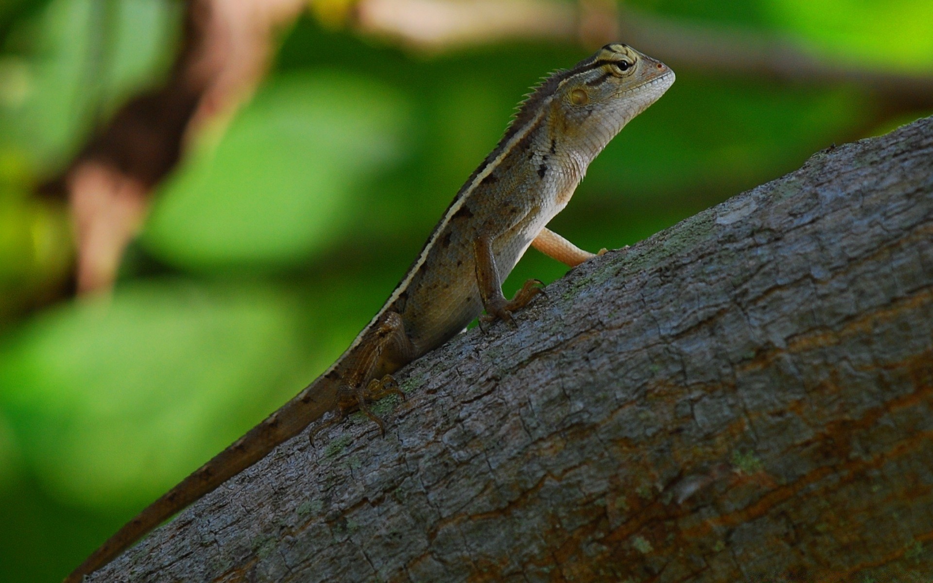 reptiles and frogs nature wildlife lizard outdoors reptile wood one animal tree leaf wild