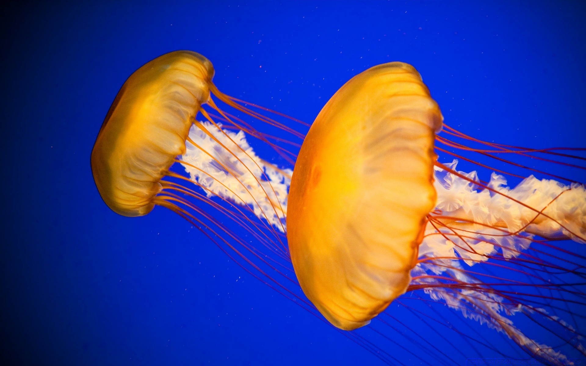 海洋动物 水下 水母 自然 桌面 水族馆 颜色 热带