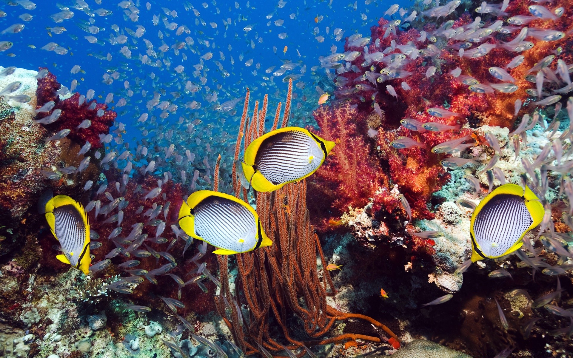 animales marinos bajo el agua peces coral tropical océano arrecife mar agua marina buceo invertebrados acuático naturaleza buceo snorkel exótico agua salada ecosistema color