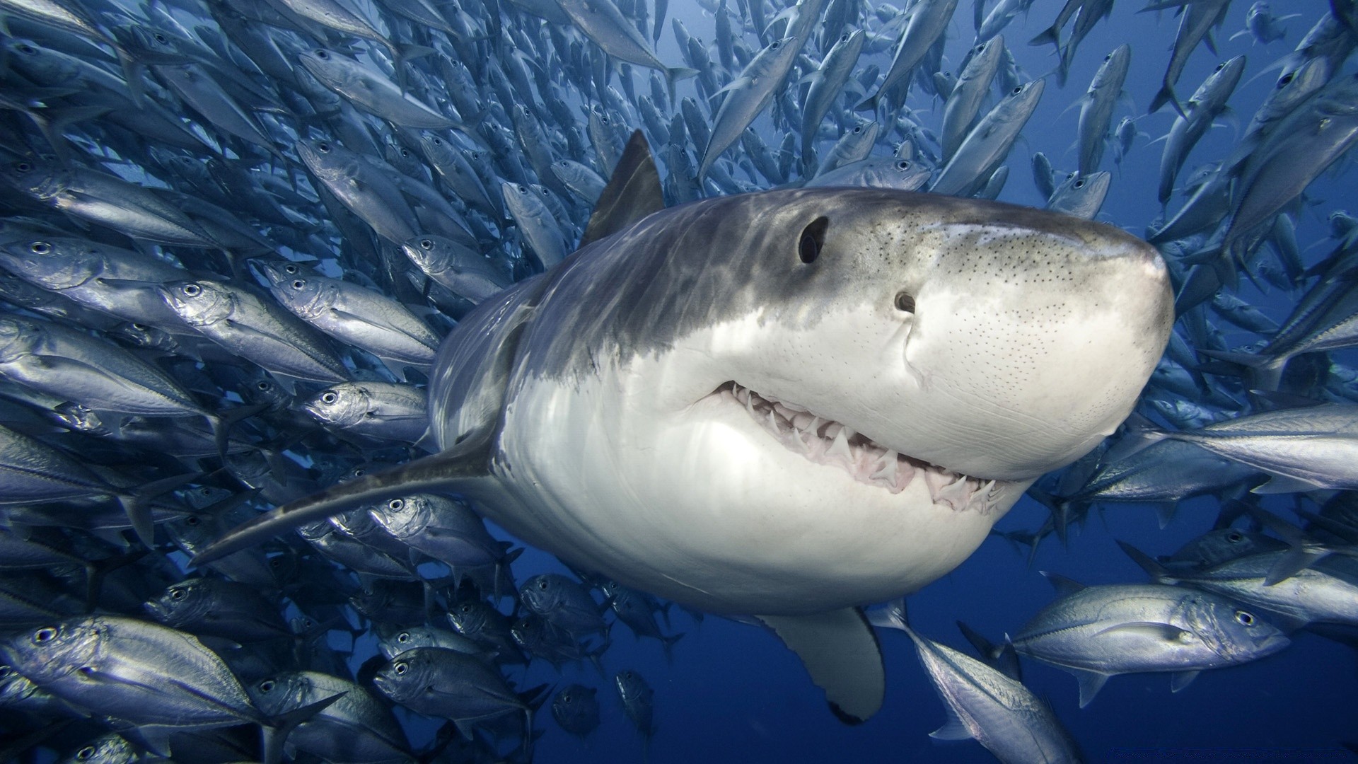 animaux marins poissons sous-marin requin océan eau mer natation marine faune aquatique