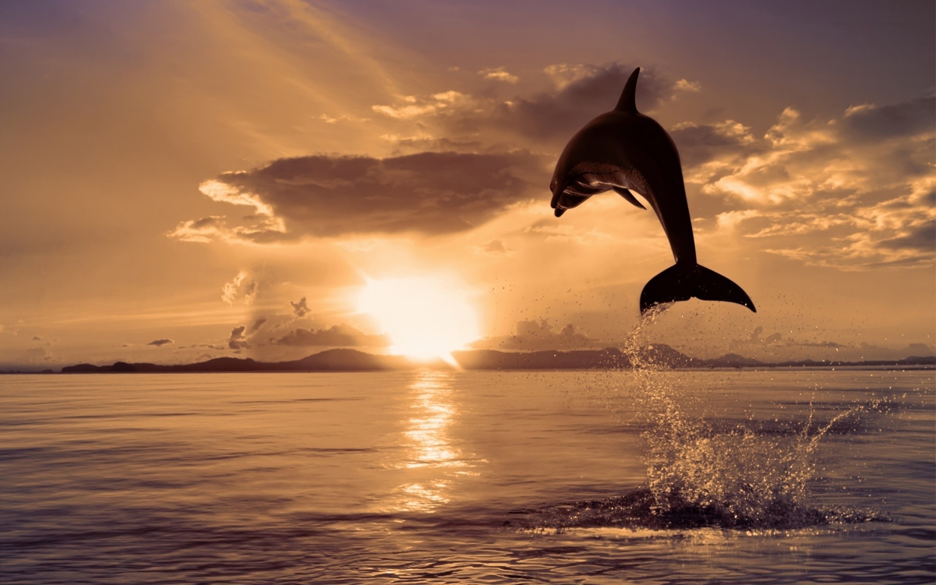 animais marinhos pôr do sol água amanhecer oceano sol mar noite céu crepúsculo praia