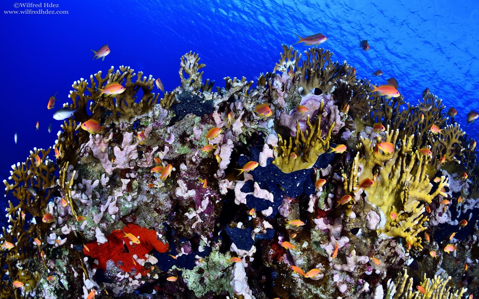 animaux marins sous-marin corail récif poissons mer tropical océan nature eau aquatique couleur eau salée exotique plongée marine scooby