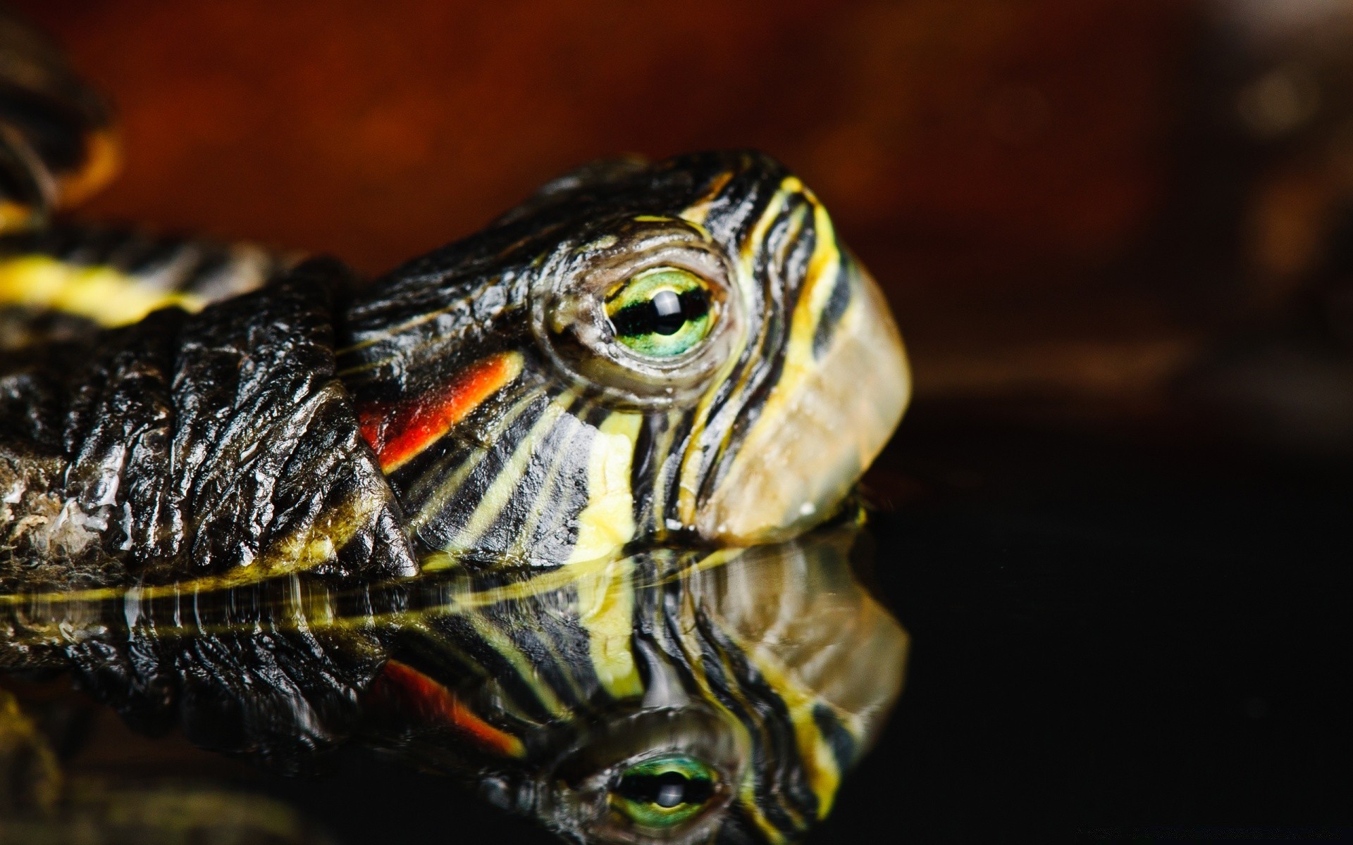 gady i żaby żółw gadzina żółw powolny skorupa dzika pojedynczy płazów zwierzę natura zwierzęta skradacz pancerz biologia podwodny