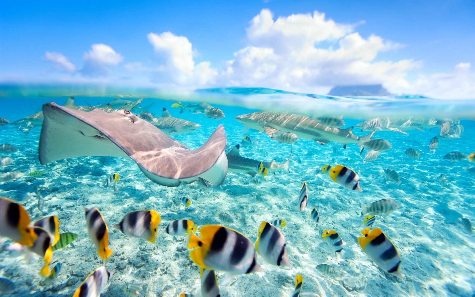 meerestiere unterwasser wasser meer schwimmen ozean reisen natur tropisch sommer im freien türkis gutes wetter fische urlaub sonne