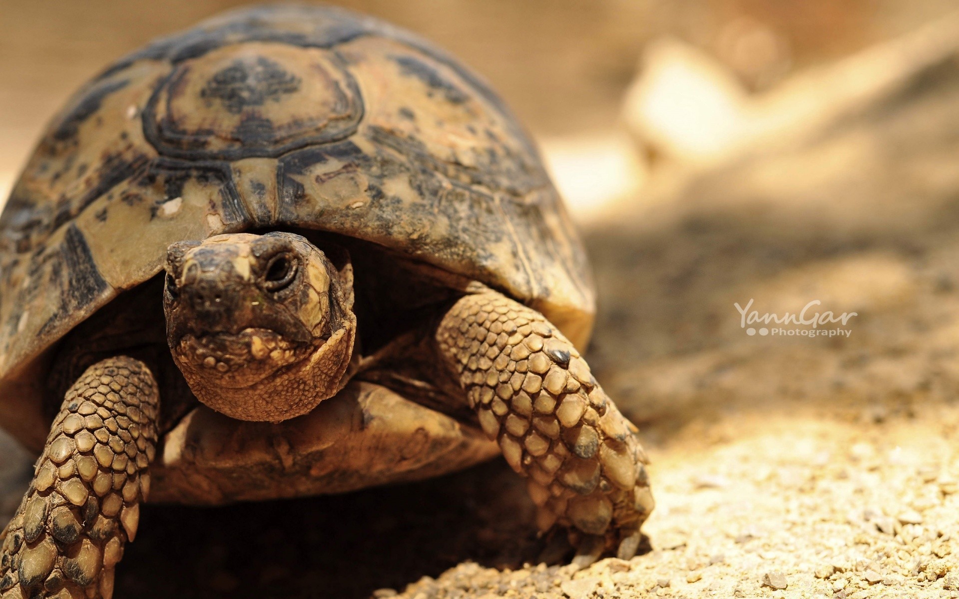 gady i żaby żółw żółw gadzina powolny powłoka natura zbroja dzika zwierzę twardy jeden zoologia płazów dziki tarcza skradacz