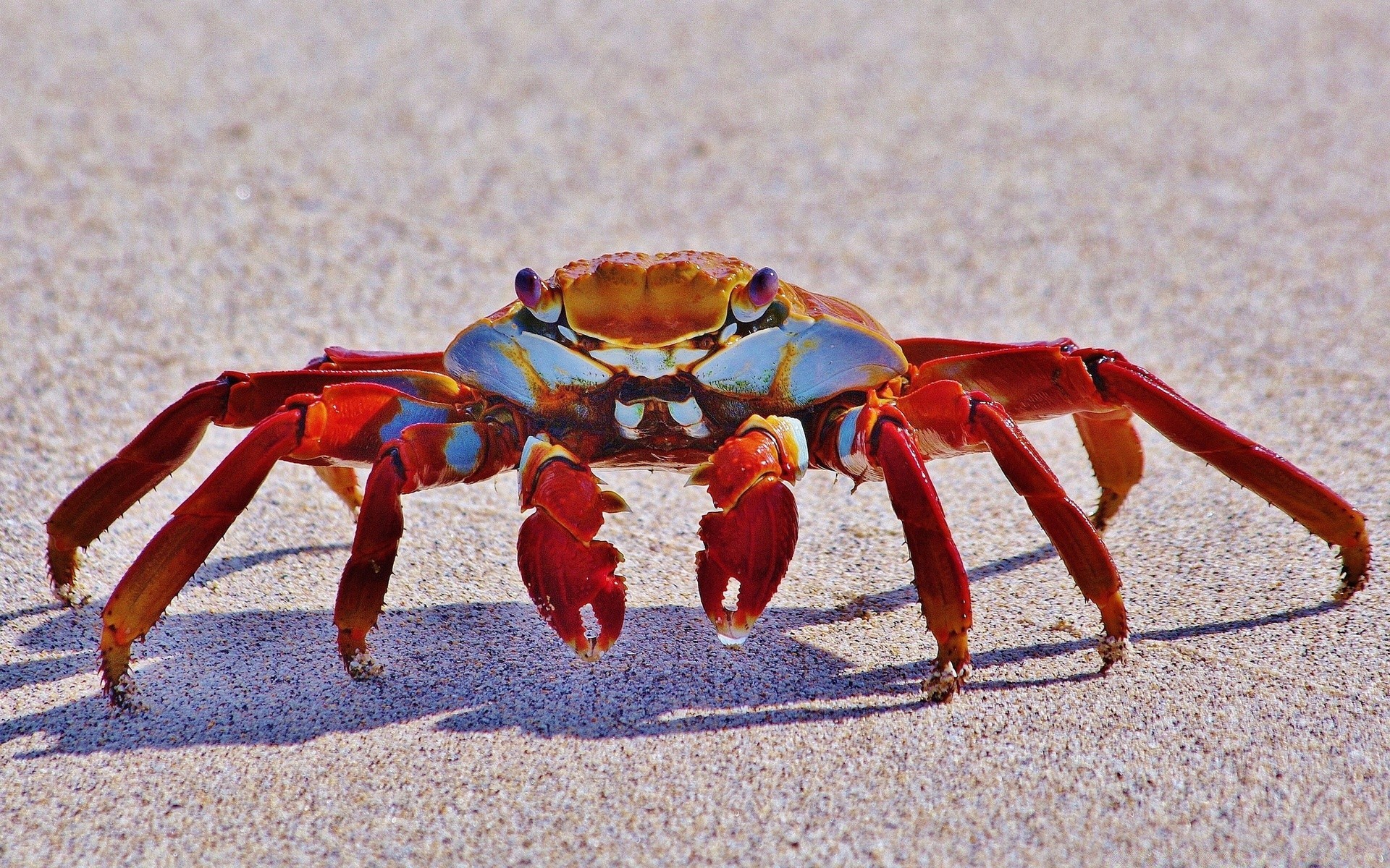 animaux marins crabe invertébrés crustacés sable plage griffe coquille mollusques mer unique nature mer lumière du jour à l extérieur océan faune homard insecte