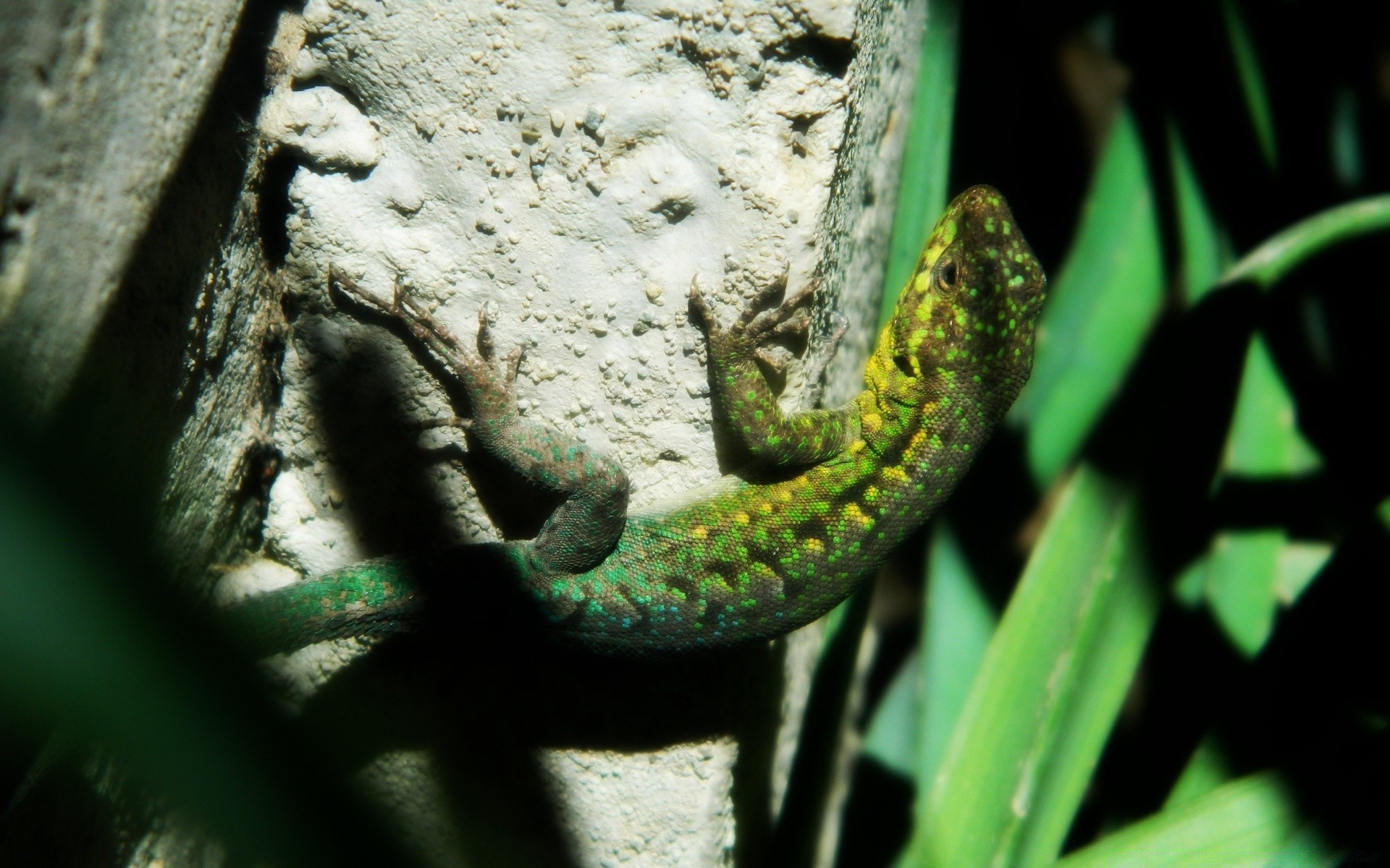 reptilien und frösche gazoo eidechse natur im freien eine