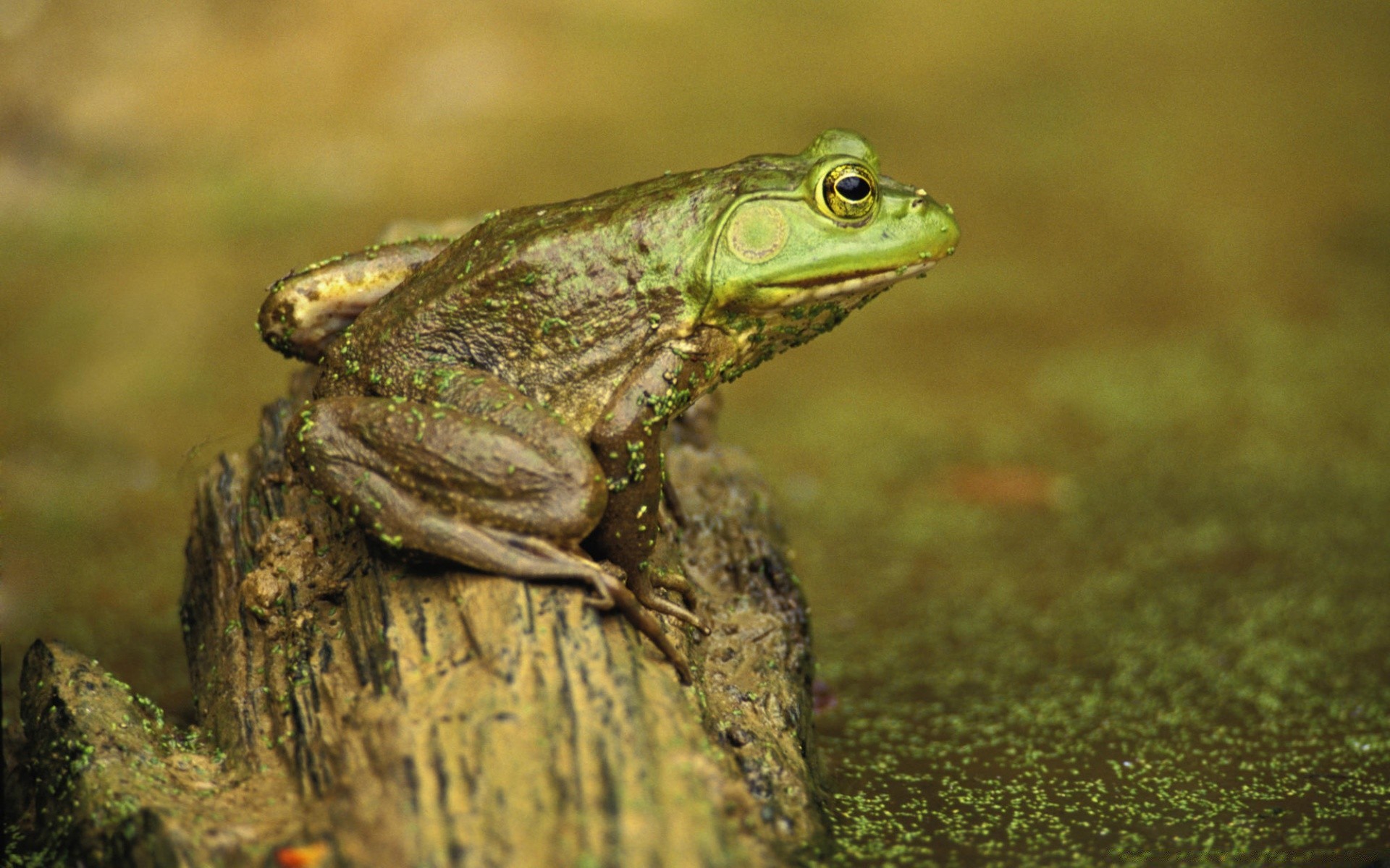 reptiles and frogs frog nature amphibian wildlife outdoors animal wood reptile tree wild leaf environment