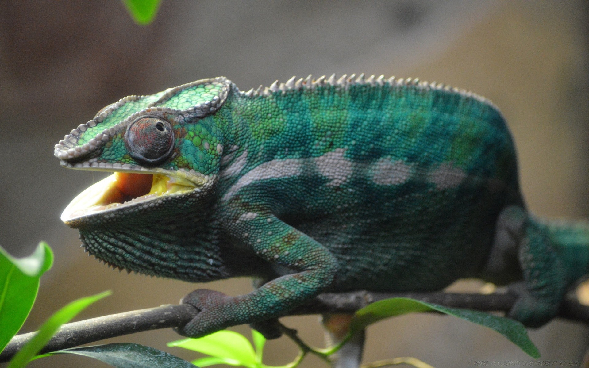 rettili e rane lucertola gazoo camaleonte fauna selvatica natura drago tropicale zoo animale colore animale domestico esotico foresta pluviale