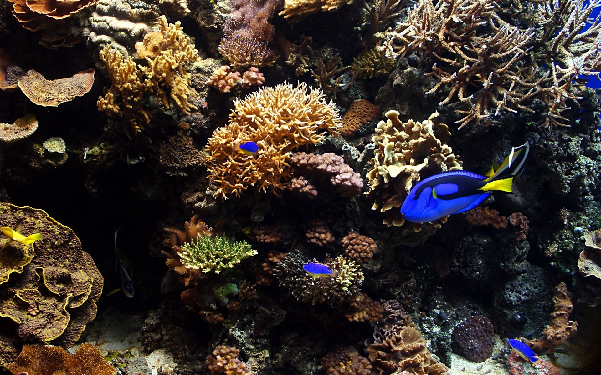 animaux marins sous-marin poissons corail récif océan invertébrés mer plongée sous-marin tropical marine eau salée eau profondeur aquatique plongée sous-marine la faune la nature profonde