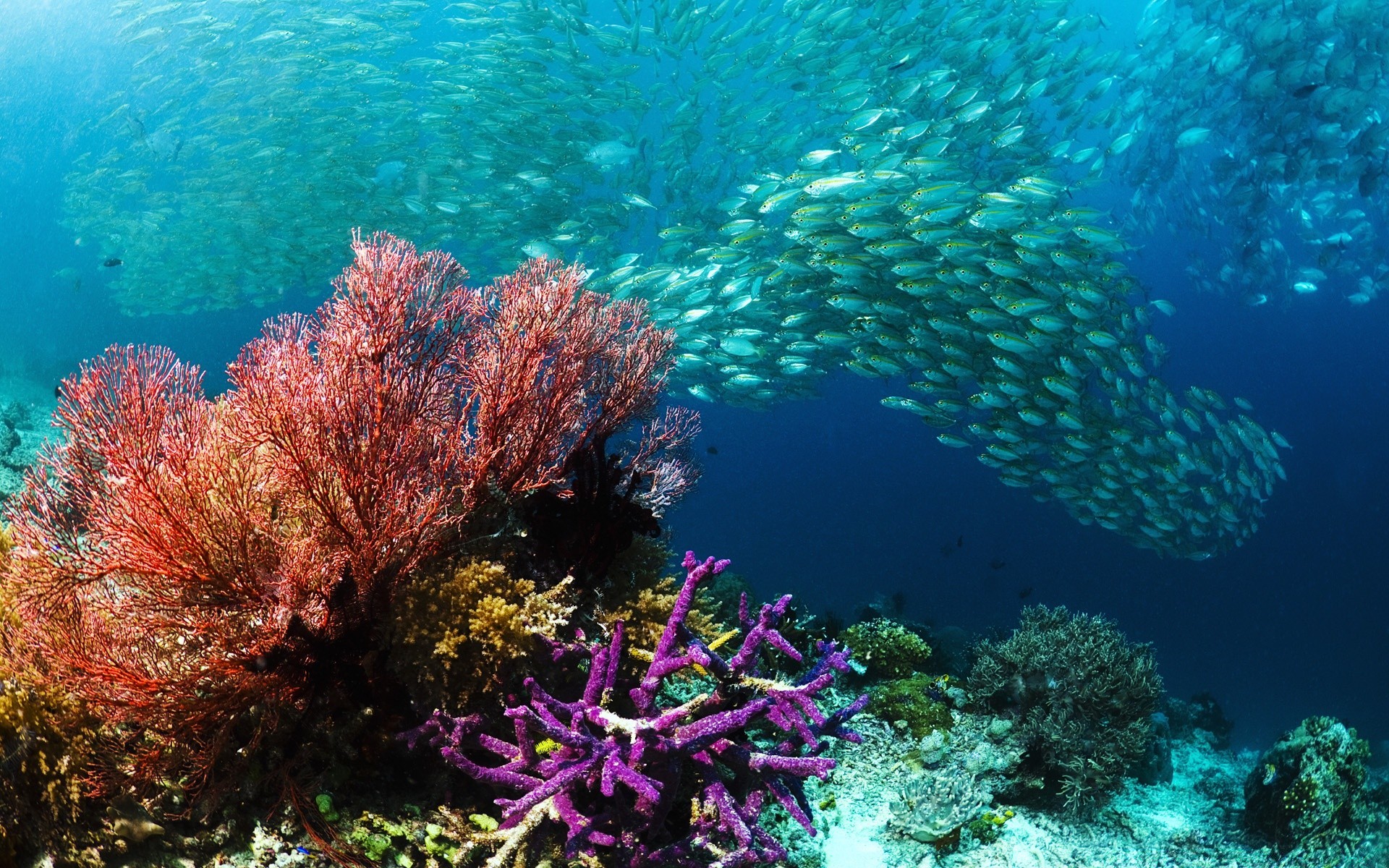 animales marinos submarino coral arrecife peces océano mar tropical agua buceo paisaje ecosistemas buceo snorkel submarino agua salada marina naturaleza acuático invertebrados