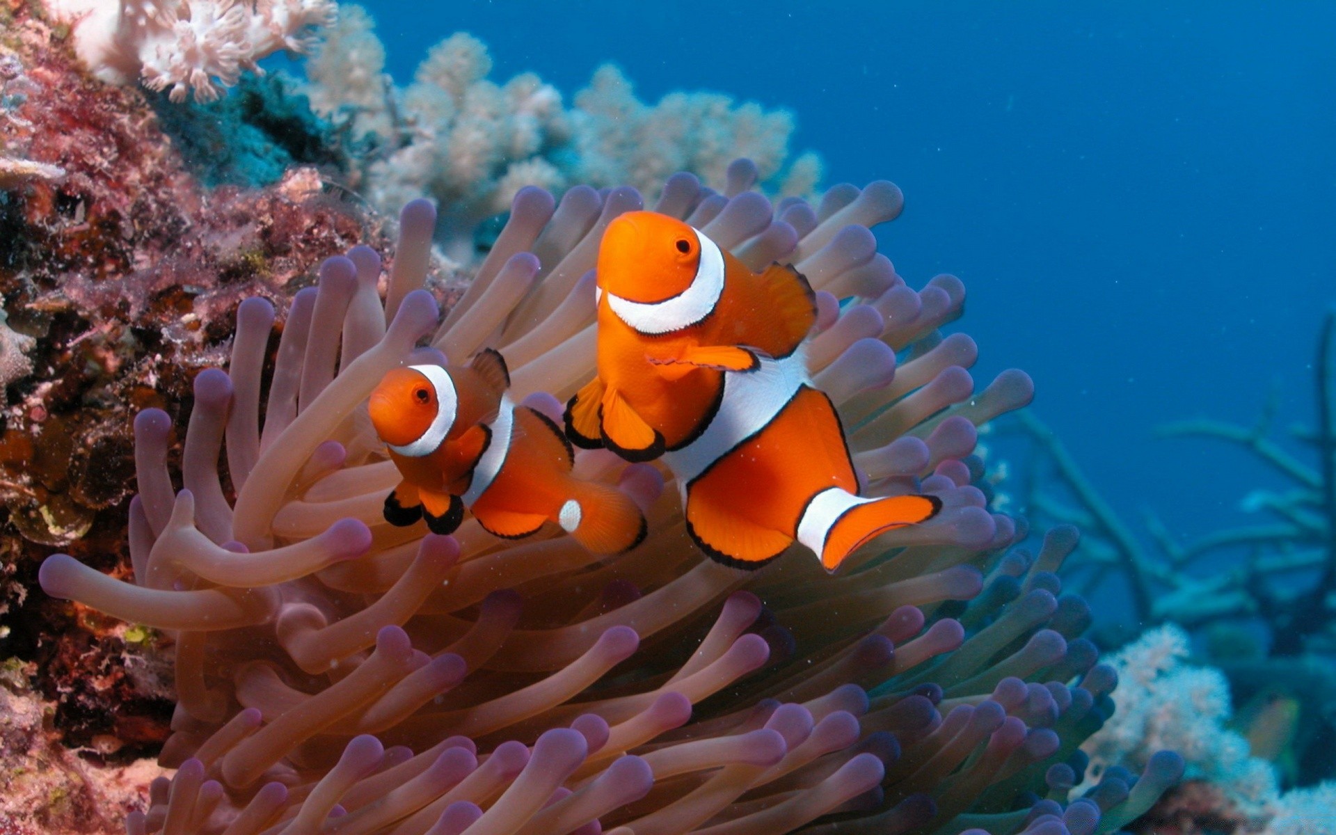 animaux marins sous-marin corail poissons récif invertébrés anémone océan plongée mer marine faune sous-marin plongée sous-marine aquarium natation eau salée eau aquatique tropical animal