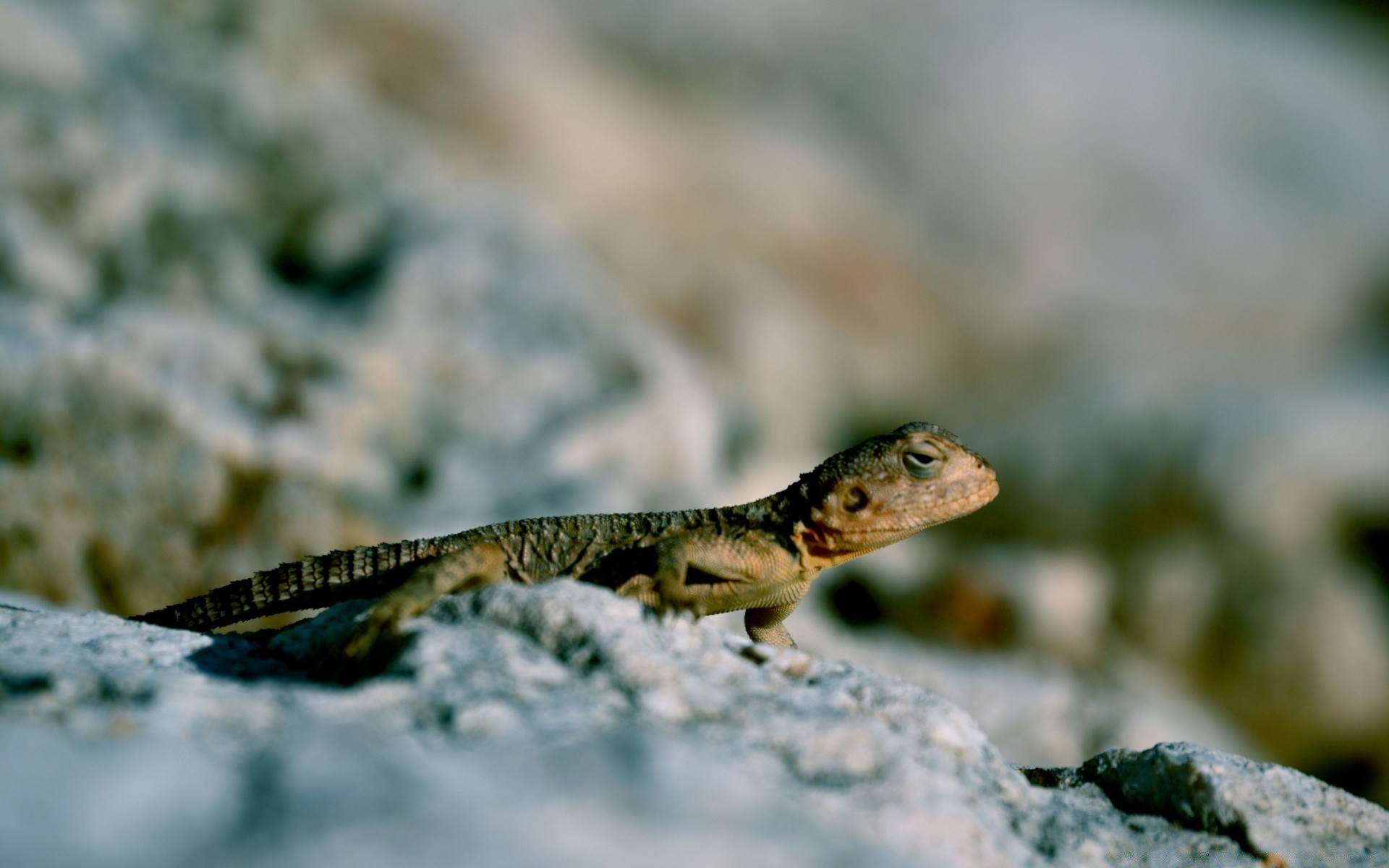 reptiles and frogs lizard nature reptile outdoors wildlife animal rock wild water