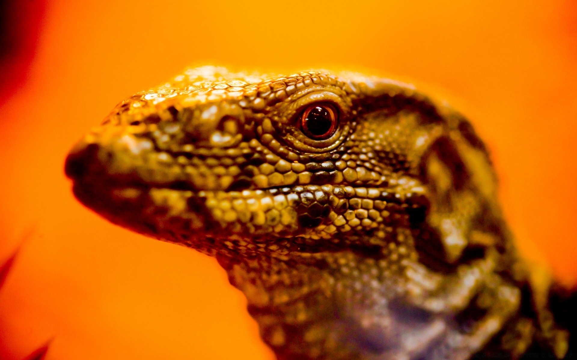 répteis e rãs lagarto lagarto vida selvagem natureza animal retrato dragão sozinho jardim zoológico escala exóticas tropical cabeça