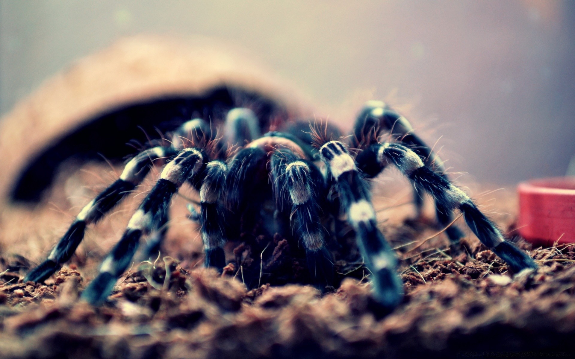 répteis e rãs aranha inseto borrão ao ar livre natureza luz do dia pôr do sol invertebrados amanhecer aracnídeo vida selvagem animal sol