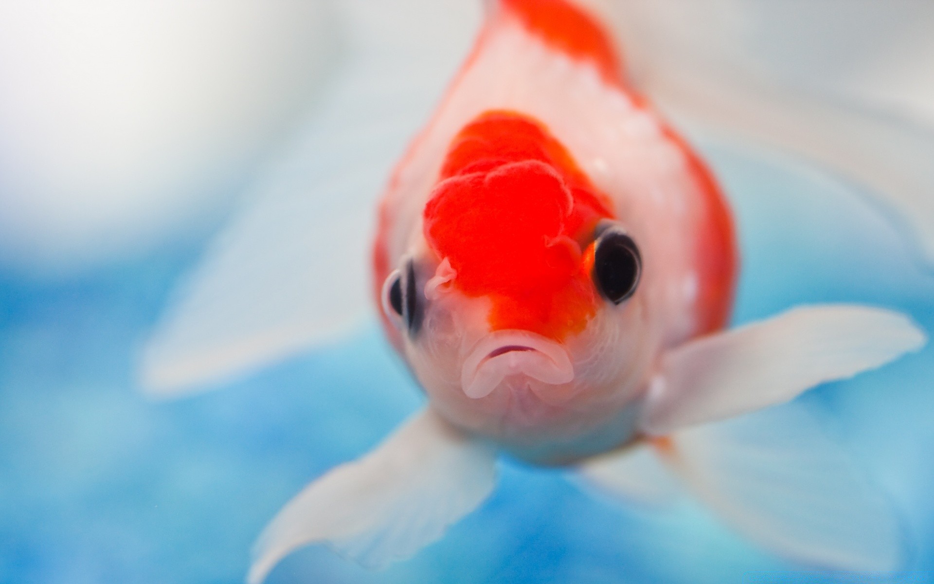 amphibians underwater water swimming fish one nature blur flower child