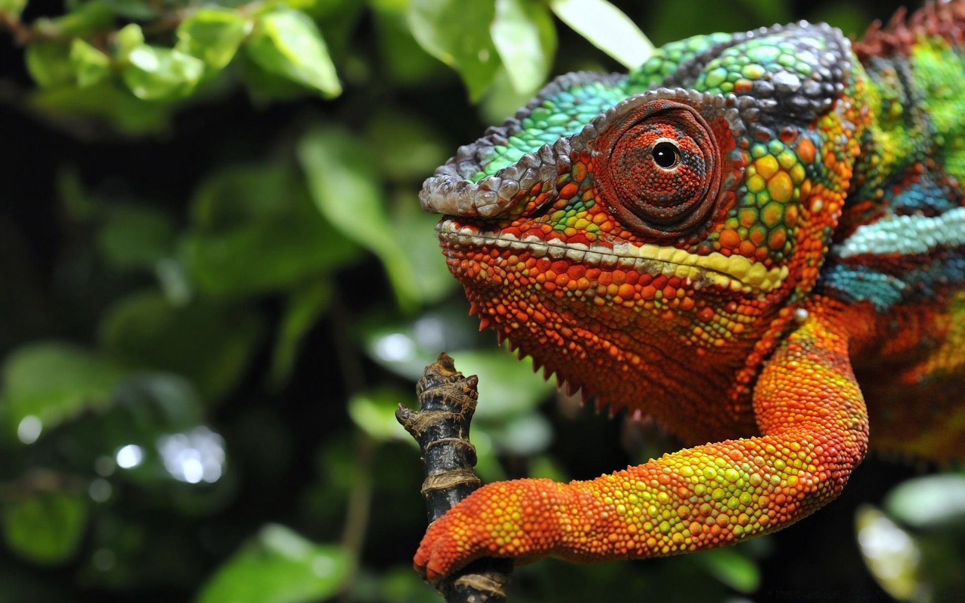 répteis e rãs natureza lagarto réptil vida selvagem animal tropical floresta tropical jardim zoológico ao ar livre dragão cor camaleão selva árvore close-up