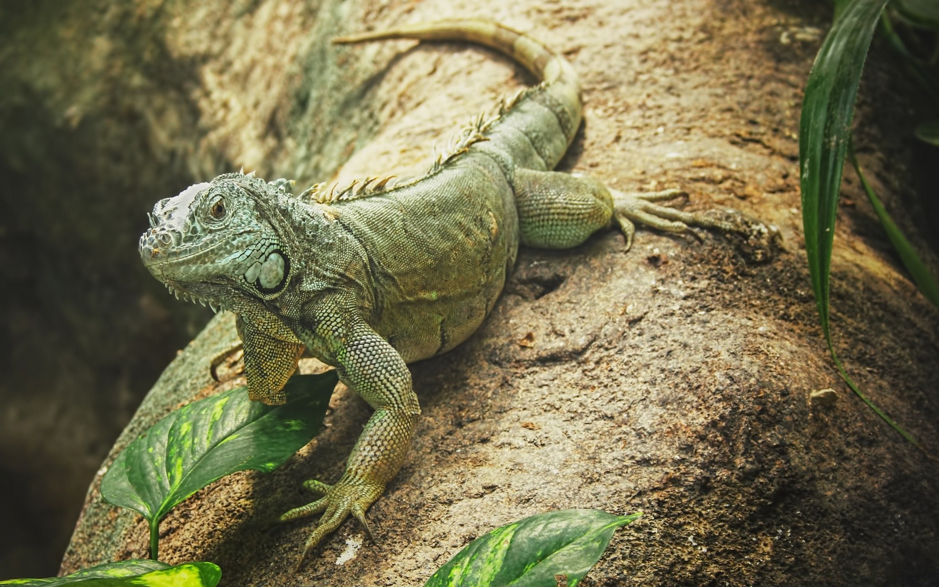 gady i żaby gadzina jaszczurka natura zwierzę dzikie tropikalny smok dzikie zoo egzotyczna skala pet zbliżenie środowisko kręgowce kolor