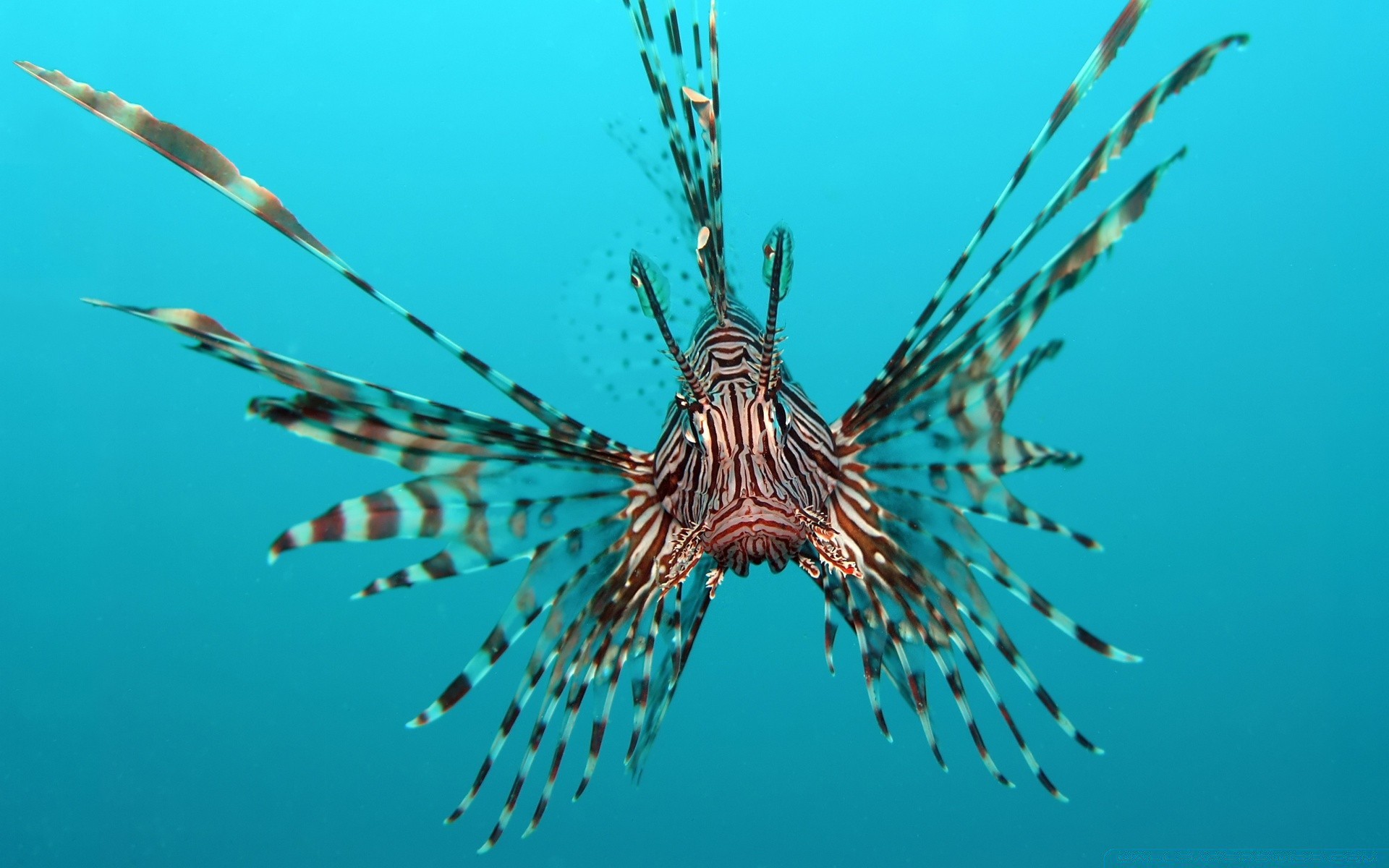 animaux marins sous-marin poissons nature océan mer eau faune tropical animal invertébrés natation marine