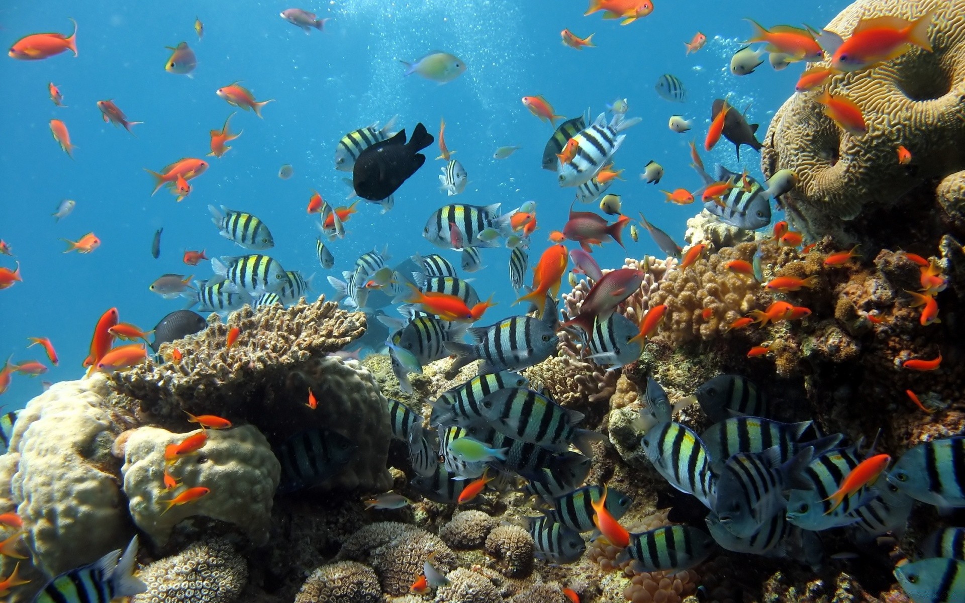 animales marinos bajo el agua peces acuario coral arrecife marina tropical natación océano peces de colores acuático mar buceo agua buceo ecosistema agua salada exótico profundo submarino