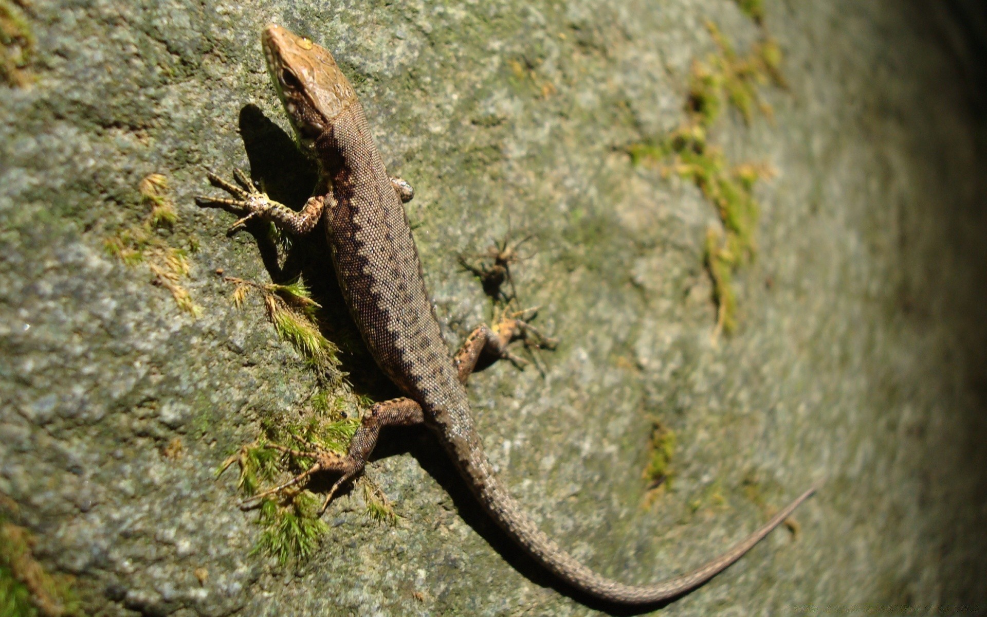 répteis e rãs lagarto lagarto natureza sozinho vida selvagem ao ar livre invertebrados luz do dia árvore vista lateral animal ambiente camuflagem madeira gekko