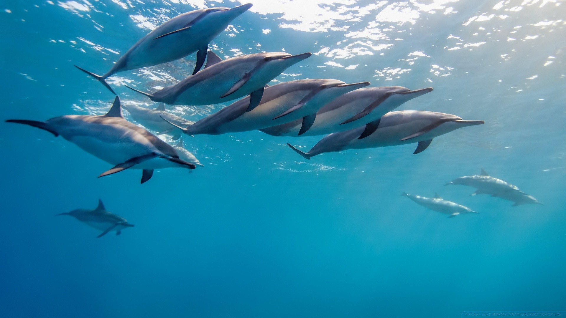 animales marinos bajo el agua peces natación delfín agua soplador tiburón océano mar vida silvestre buceo naturaleza marina aleta acuario ballena