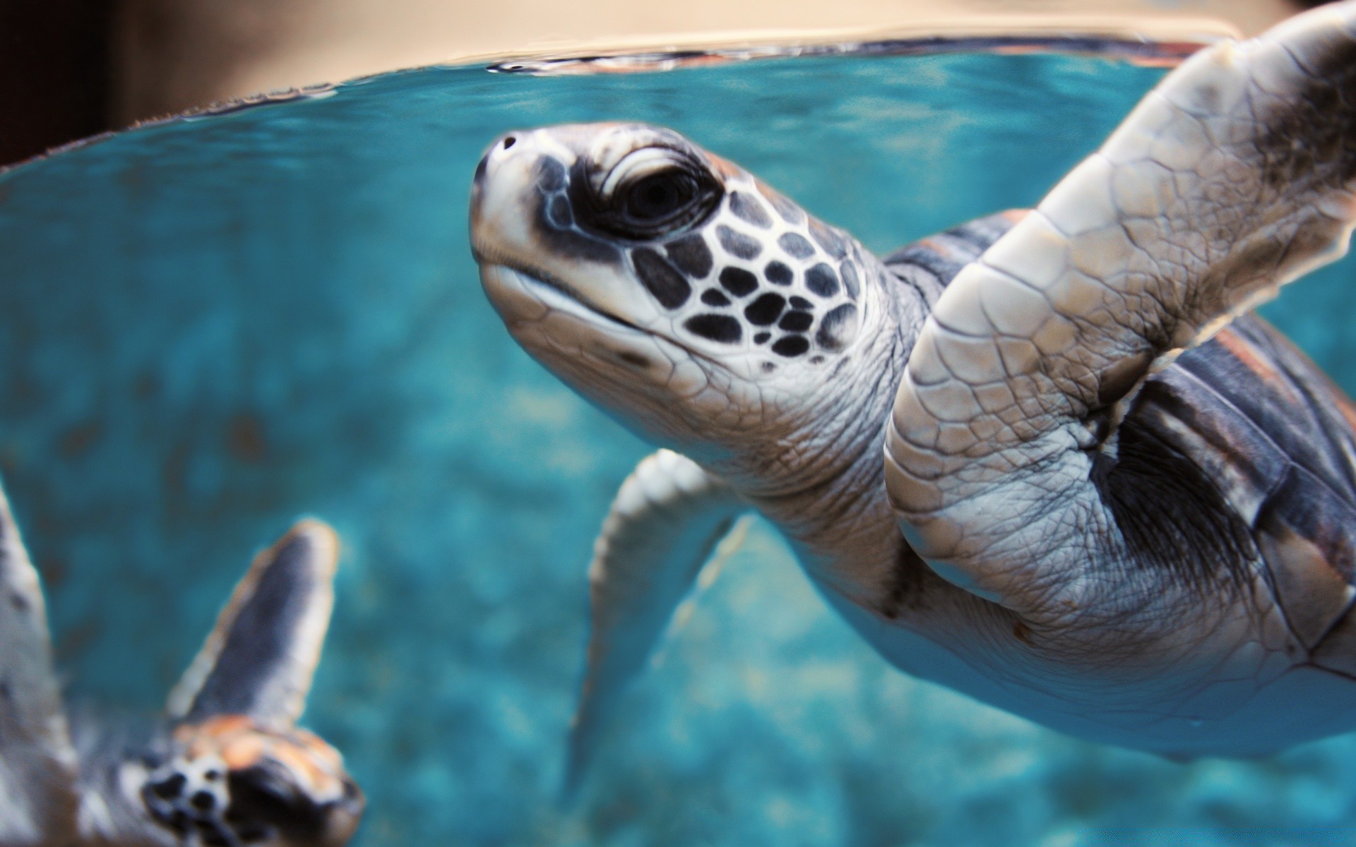 animales marinos tortuga submarino natación gazoo vida silvestre agua naturaleza solo océano peces mar buceo marina animal tropical concha zoológico acuático acuario