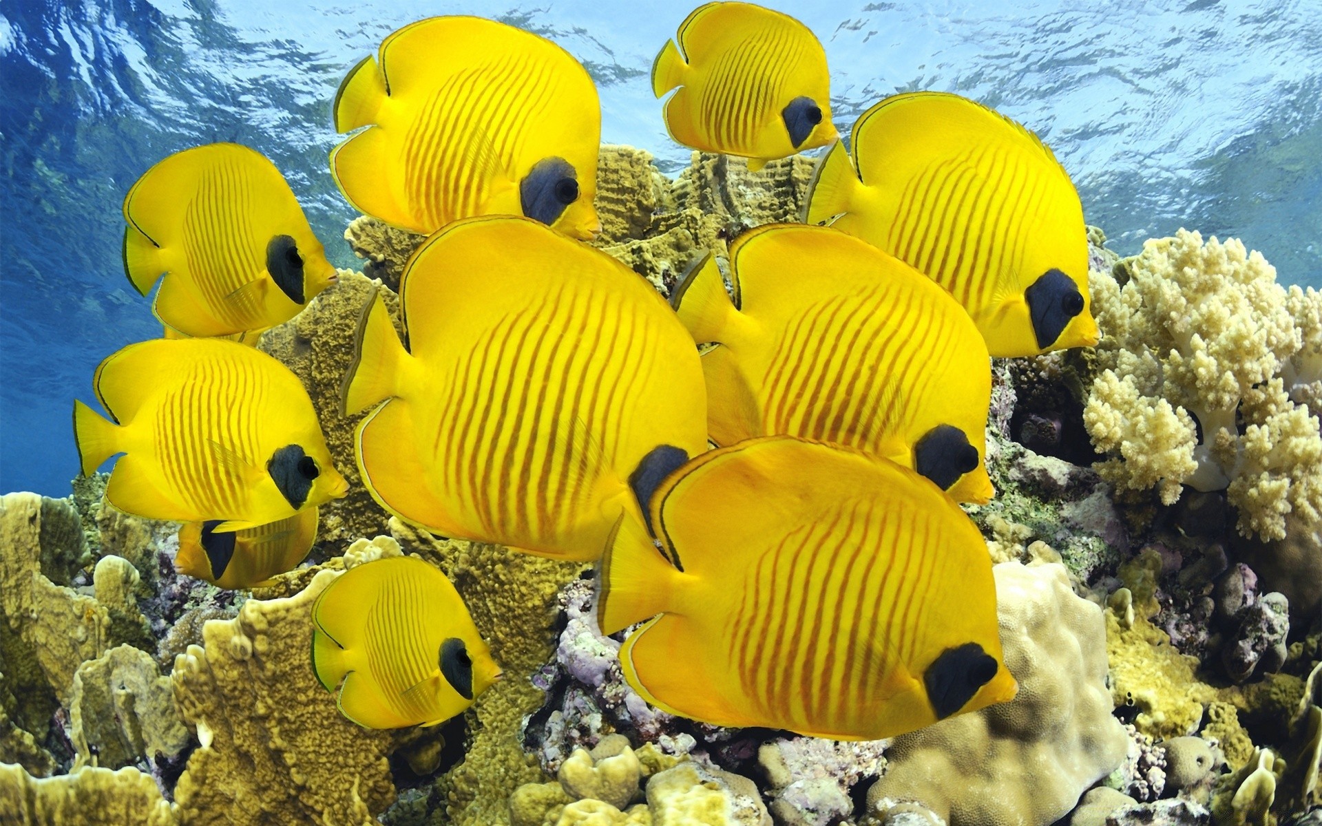 animaux marins sous-marin océan eau nature mer couleur tropical bureau corail voyage poissons