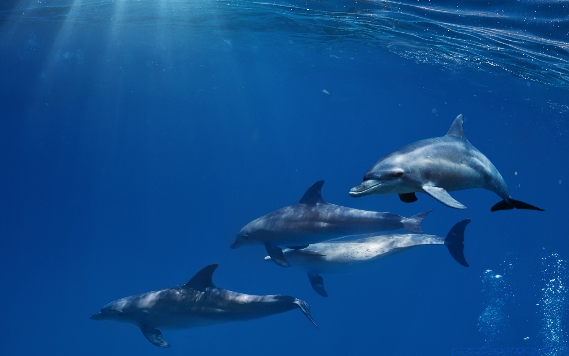 animaux marins ventilateur dauphin baleine sous-marin natation eau requin poissons fin faune plongée océan mammifère nature en plein air mer