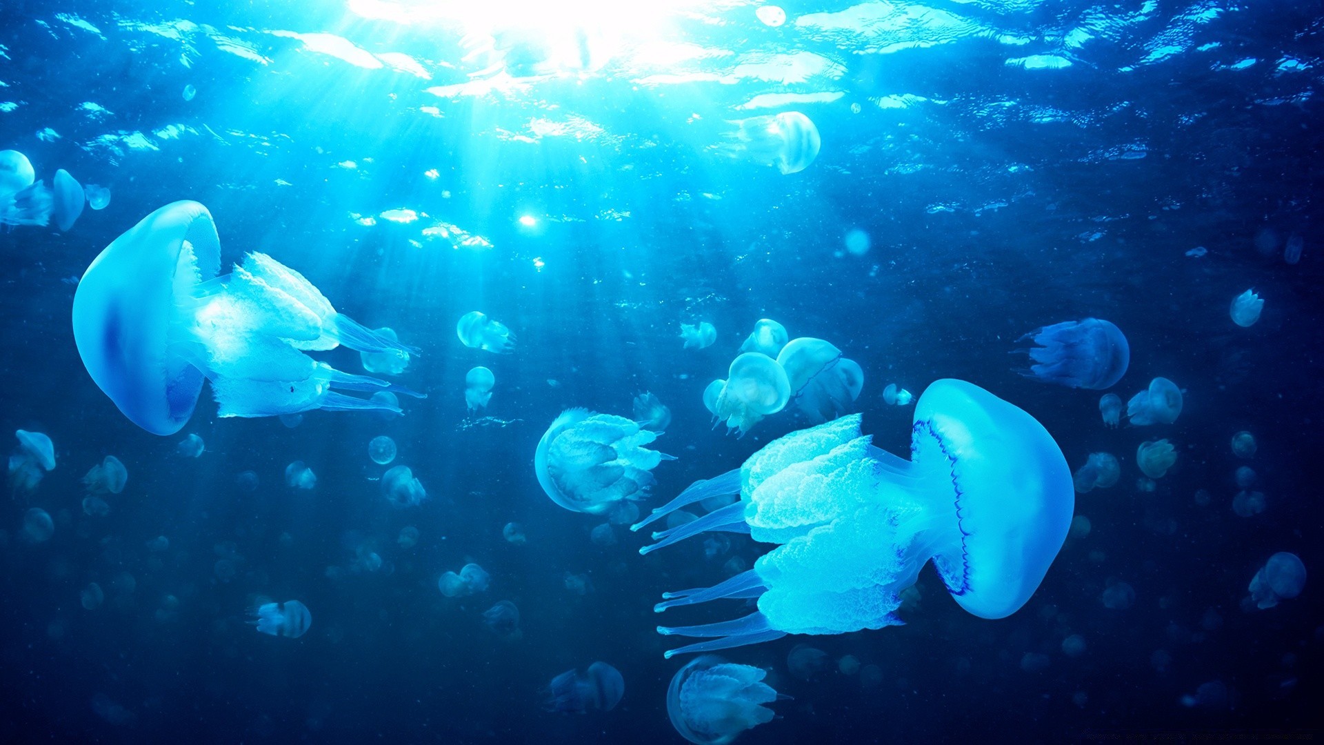 animais marinhos subaquático peixes natação água água-viva oceano mergulho coral mar vida selvagem recife profundo aquário