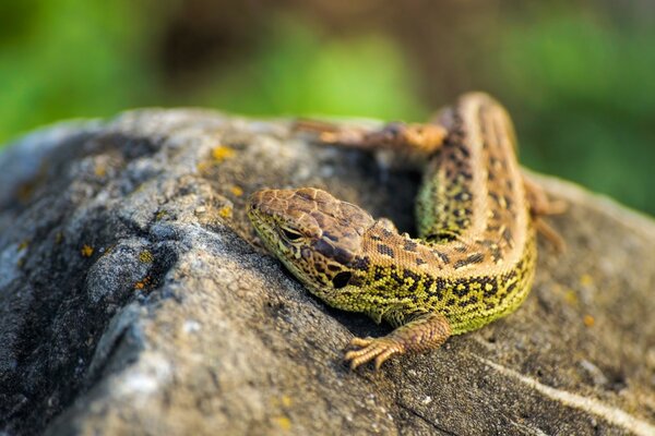 Lagarto verde sobre piedra gris