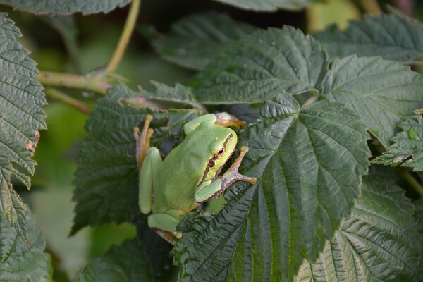 绿叶上的青蛙。 大自然