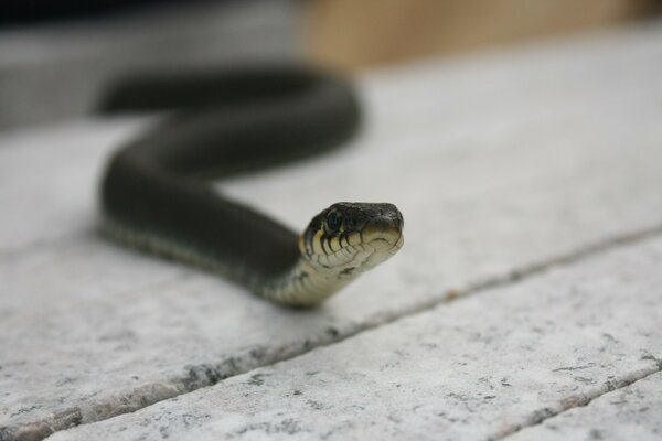 Cara de serpiente en pantalla completa