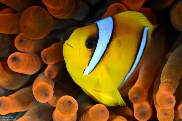 Striped fish in orange algae