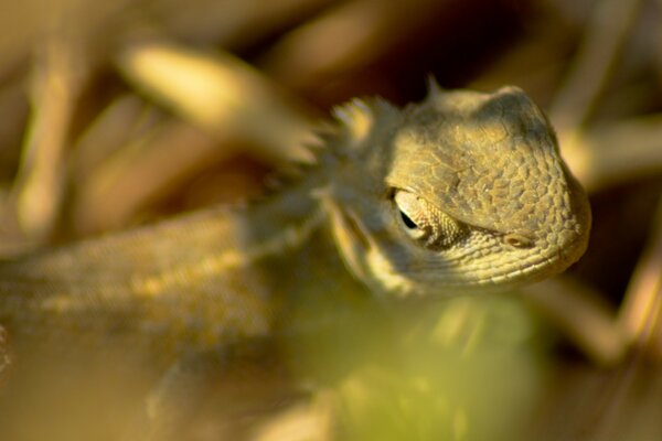 Das grüne Reptil im Gras versteckt sich