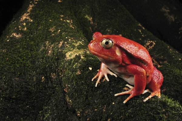 Beautiful red frog on the background of wild nature