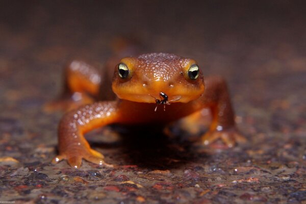 Anfibios anfibios en la naturaleza