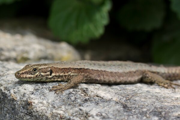 Lagarto disfrazado por el medio ambiente